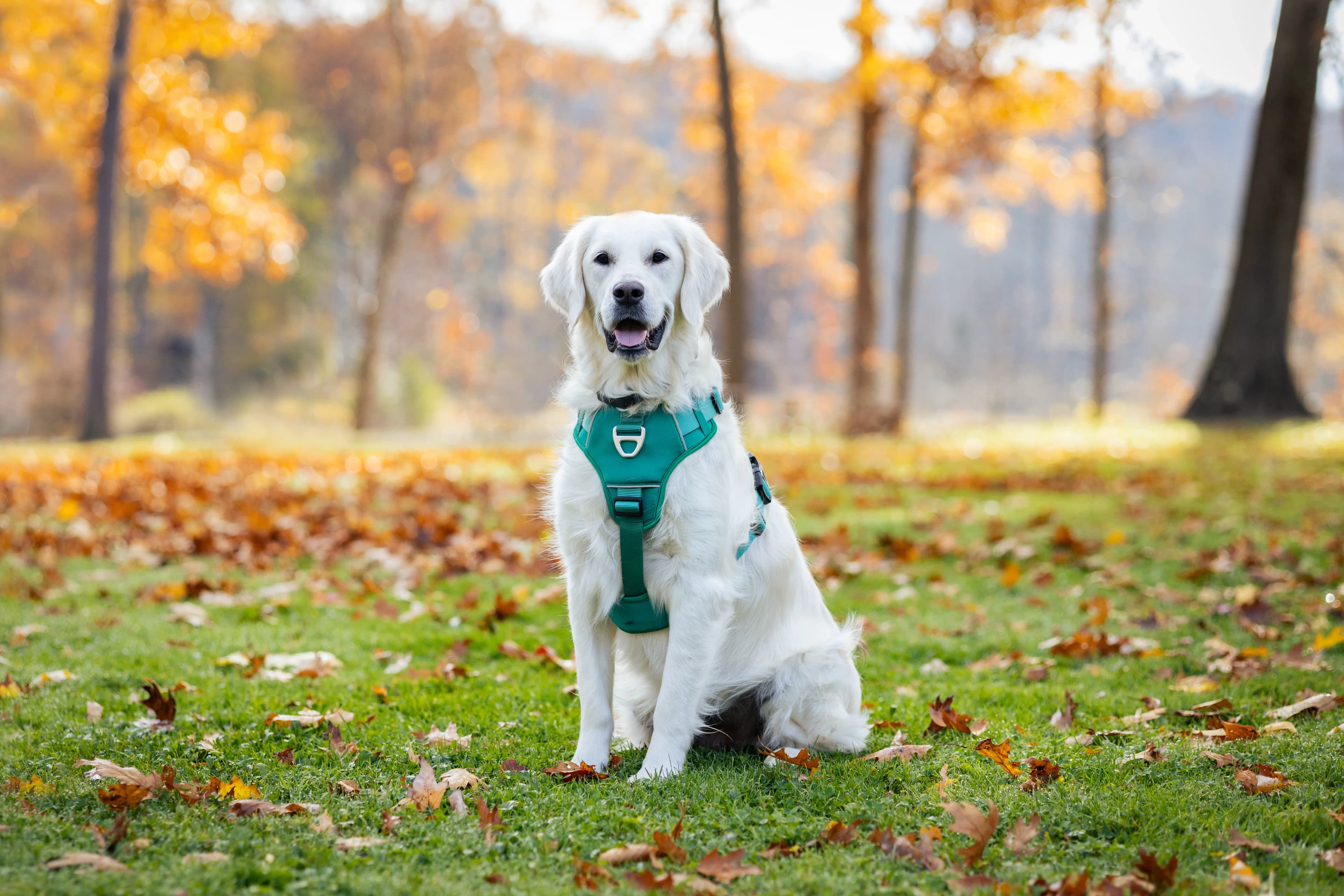 Lux the Golden Retriever